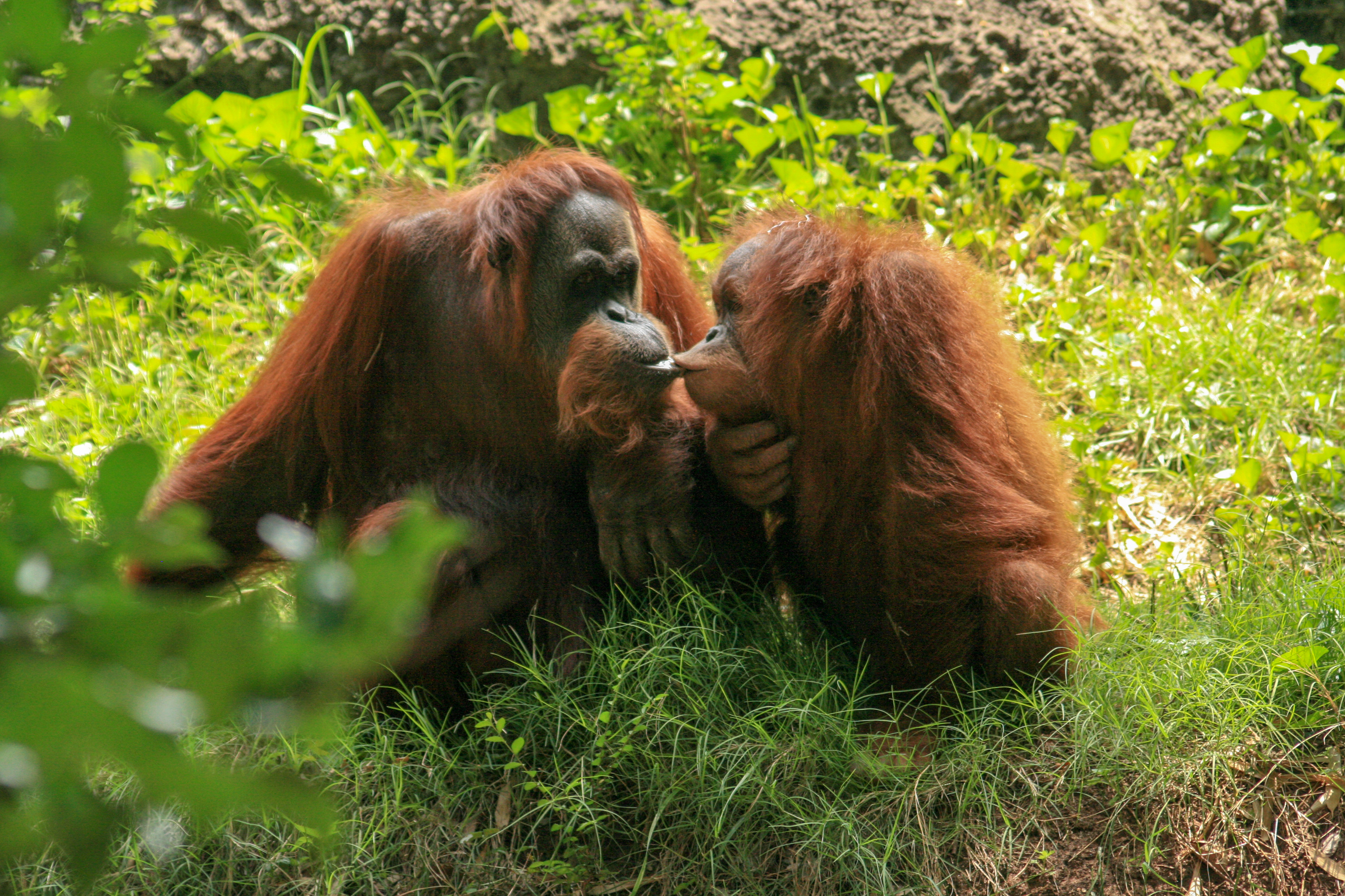  Kissing  Orangutans Shutterbug